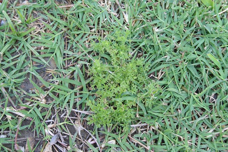 burweed