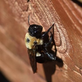 carpenter bee