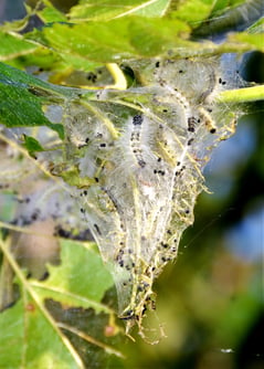 caterpillars-in-a-silken-web-on-green-leaves-2026-01-07-07-31-20-utc