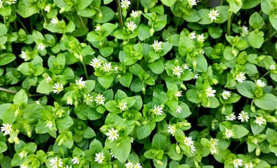 chickweed 3