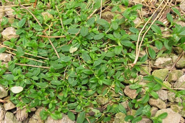 chickweed