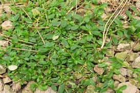 The Fastest Way To Kill Chickweed