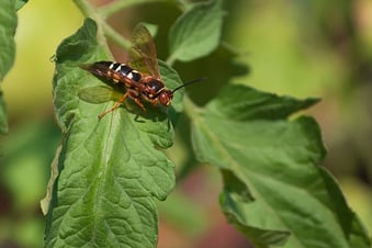 cicadakiller