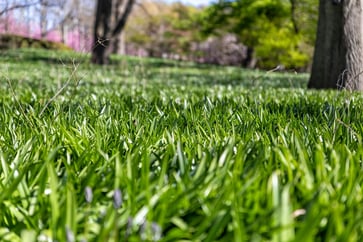 close-up-low-angle-shot-of-green-grass-on-the-fiel-2025-02-11-21-15-18-utc
