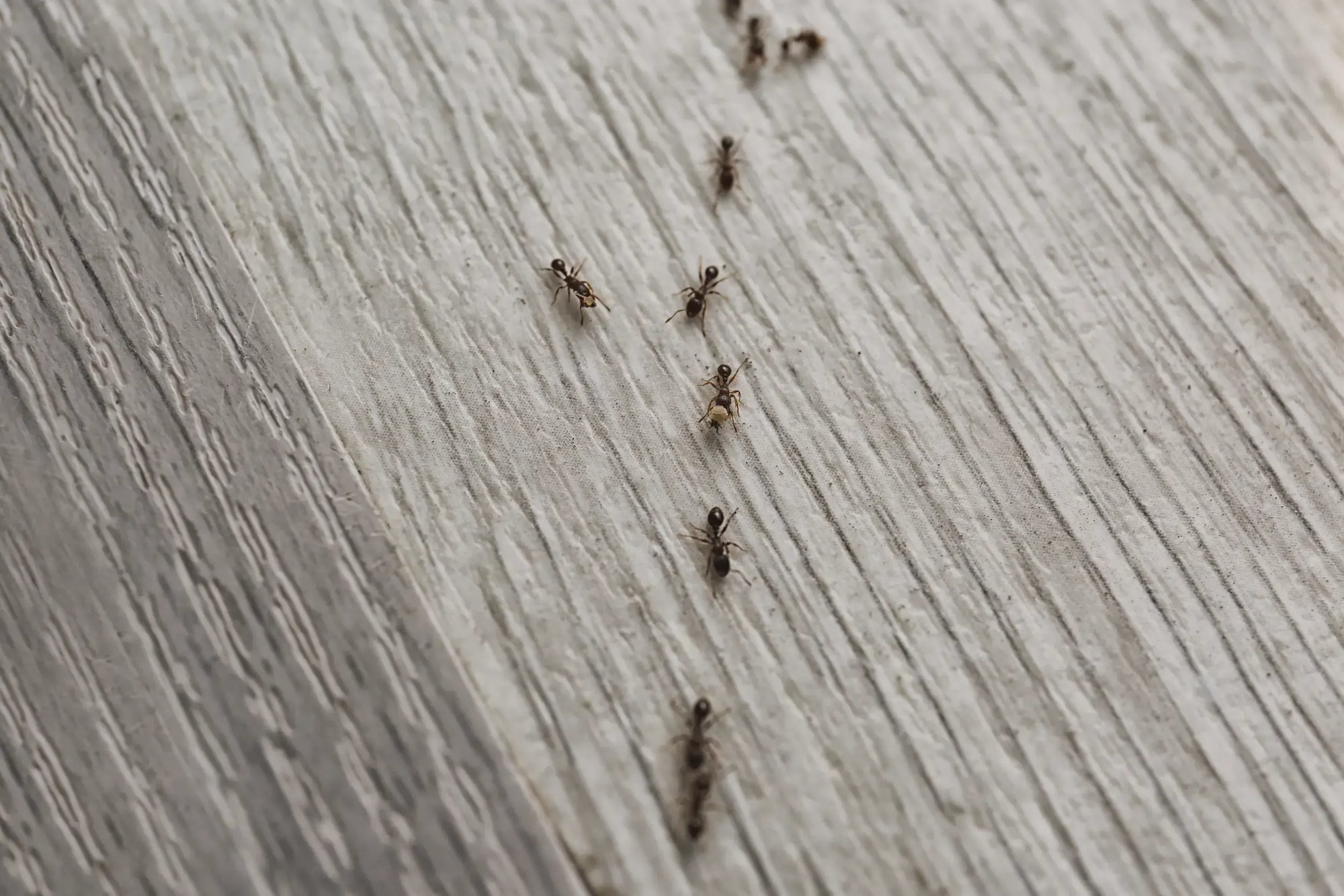 ants in a line on a lvp floor in house carrying food