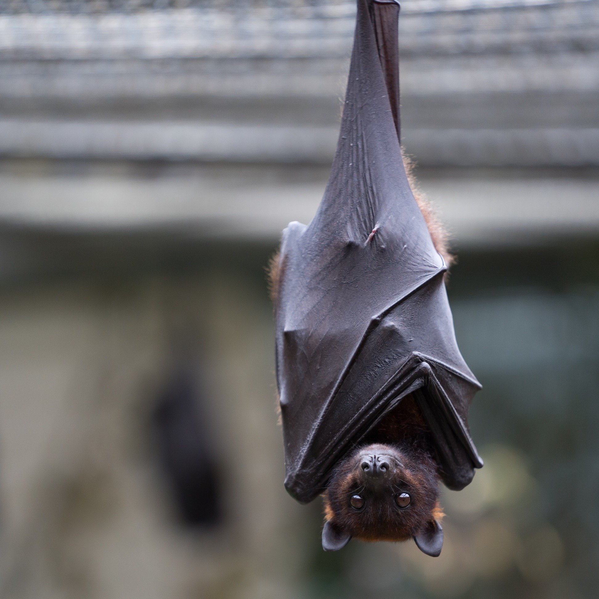 closeup-of-a-brown-bat-looking-at-the-camera-with-2023-11-27-05-32-13-utc