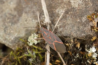 closeup-of-the-western-boxelder-bug-boisea-rubro-2025-02-04-01-41-31-utc