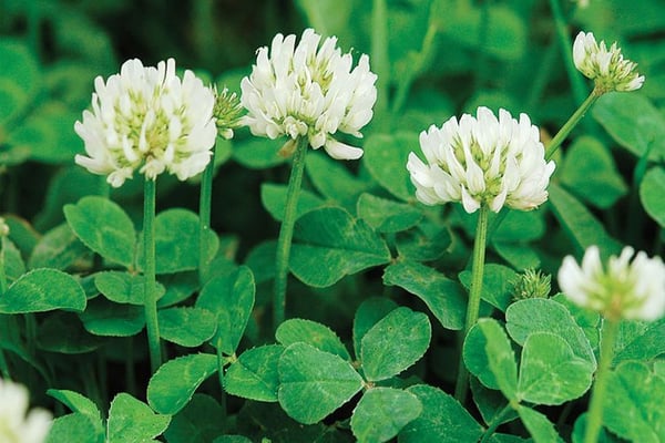 clover