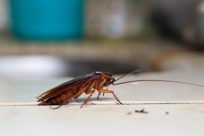 cockroach - ss