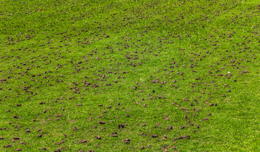 core aeration 2