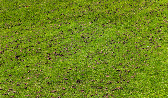 core aeration 2
