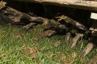 core aeration close up tines