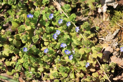 corn speedwell blue - ss