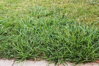 crabgrass - ss