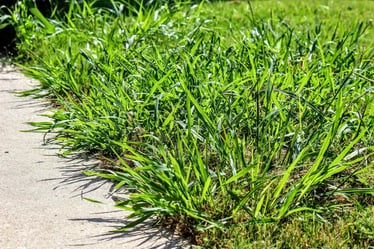 overgrown crabgrass weed lining driveway in yard