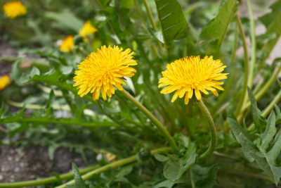 dandelion-2