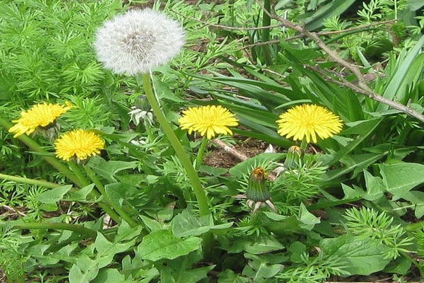dandelion