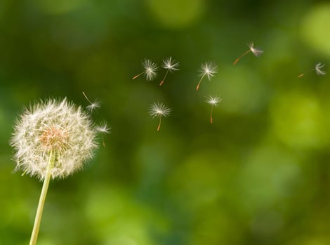 dandelions  blowing