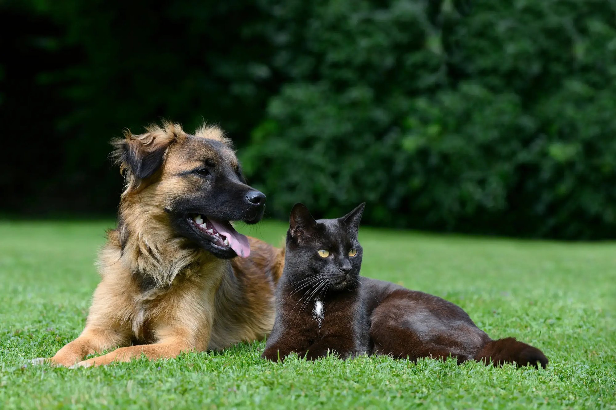 dog and cat laying down together in beautiful green grass