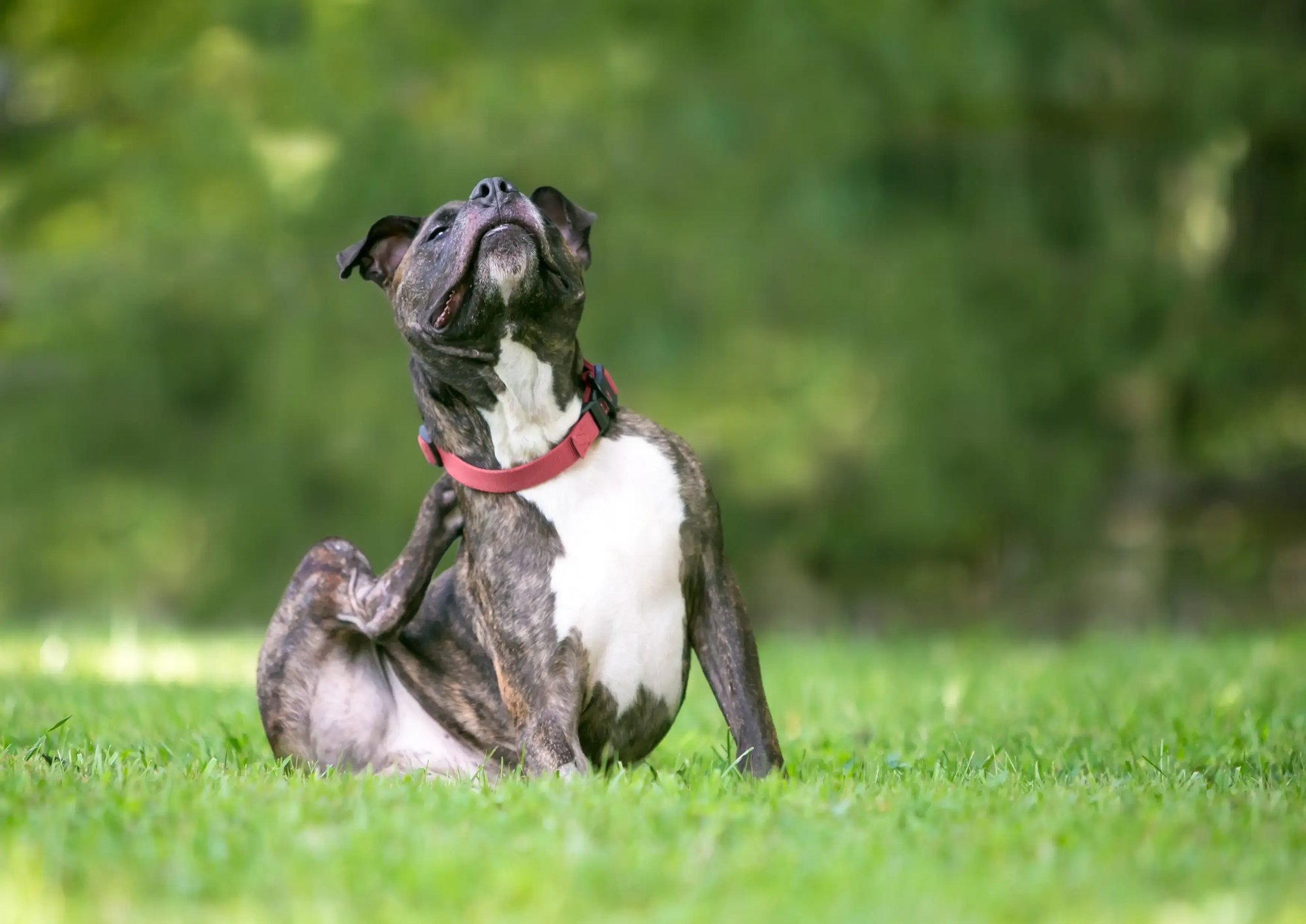 dog scratching its ears and neck in green lawn outside