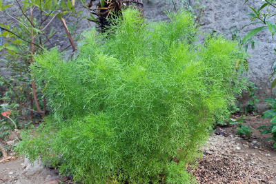 dogfennel