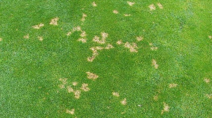 dollar-spot-disease-in-grass