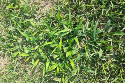 doveweed