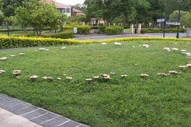 Can Fairy Ring Fungus Be Dangerous?