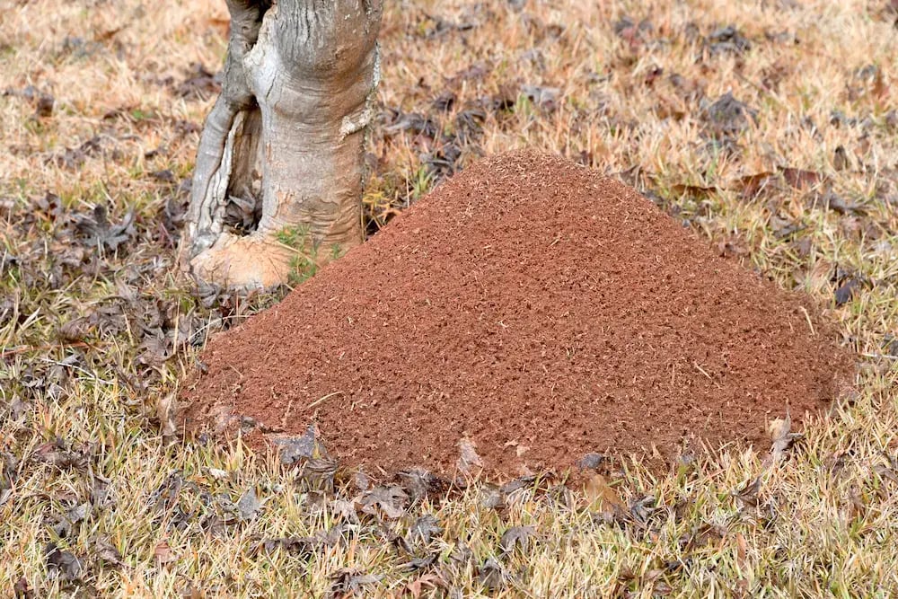 fire ant mound next to tree ss