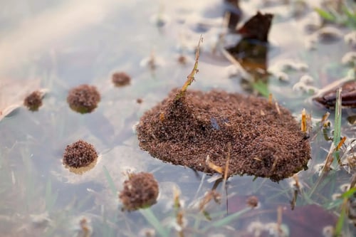 fire ant raft floating in water ss