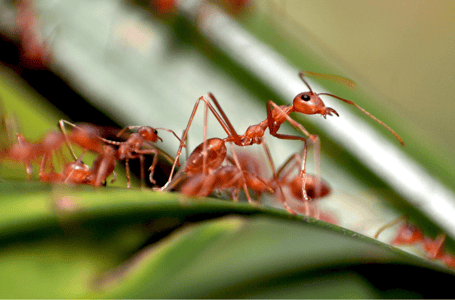 fire ants canva 4