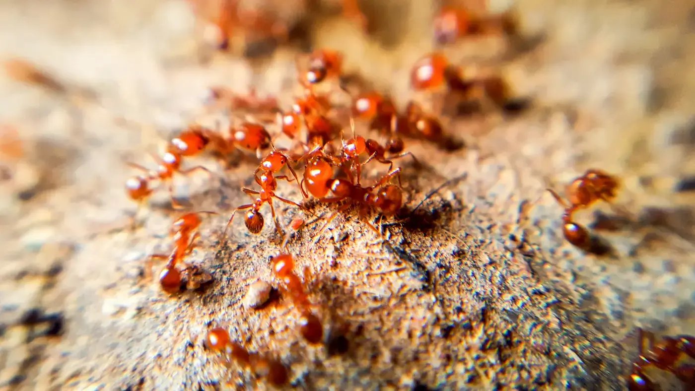 fire ants close up on a mound ss