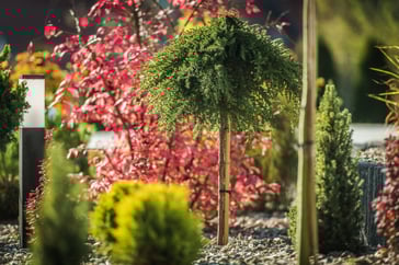 garden-ornamental-trees-2023-11-27-05-01-58-utc