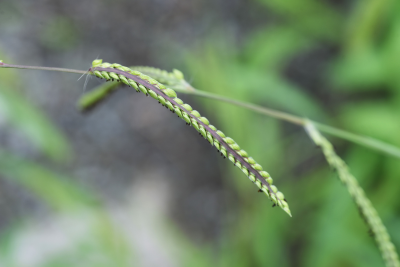 goose grass