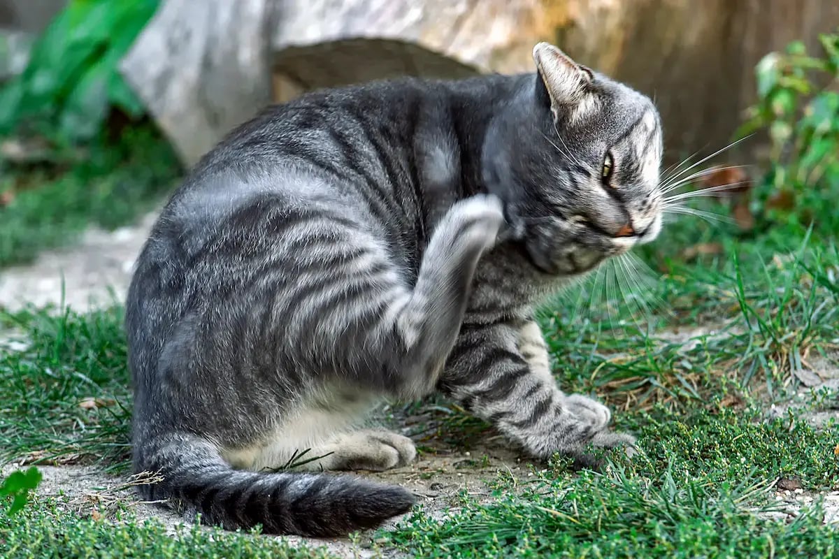 gray tabby cat scratching its head in greenery