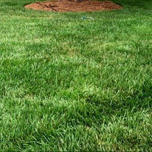 green lawn 300x300