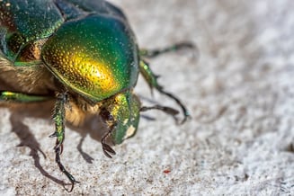 green-beetle-2026-03-09-01-53-02-utc
