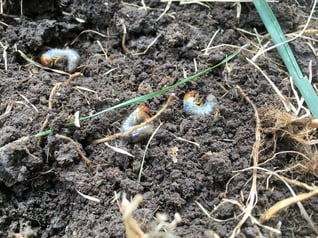 grubworms top turf 3 - ss