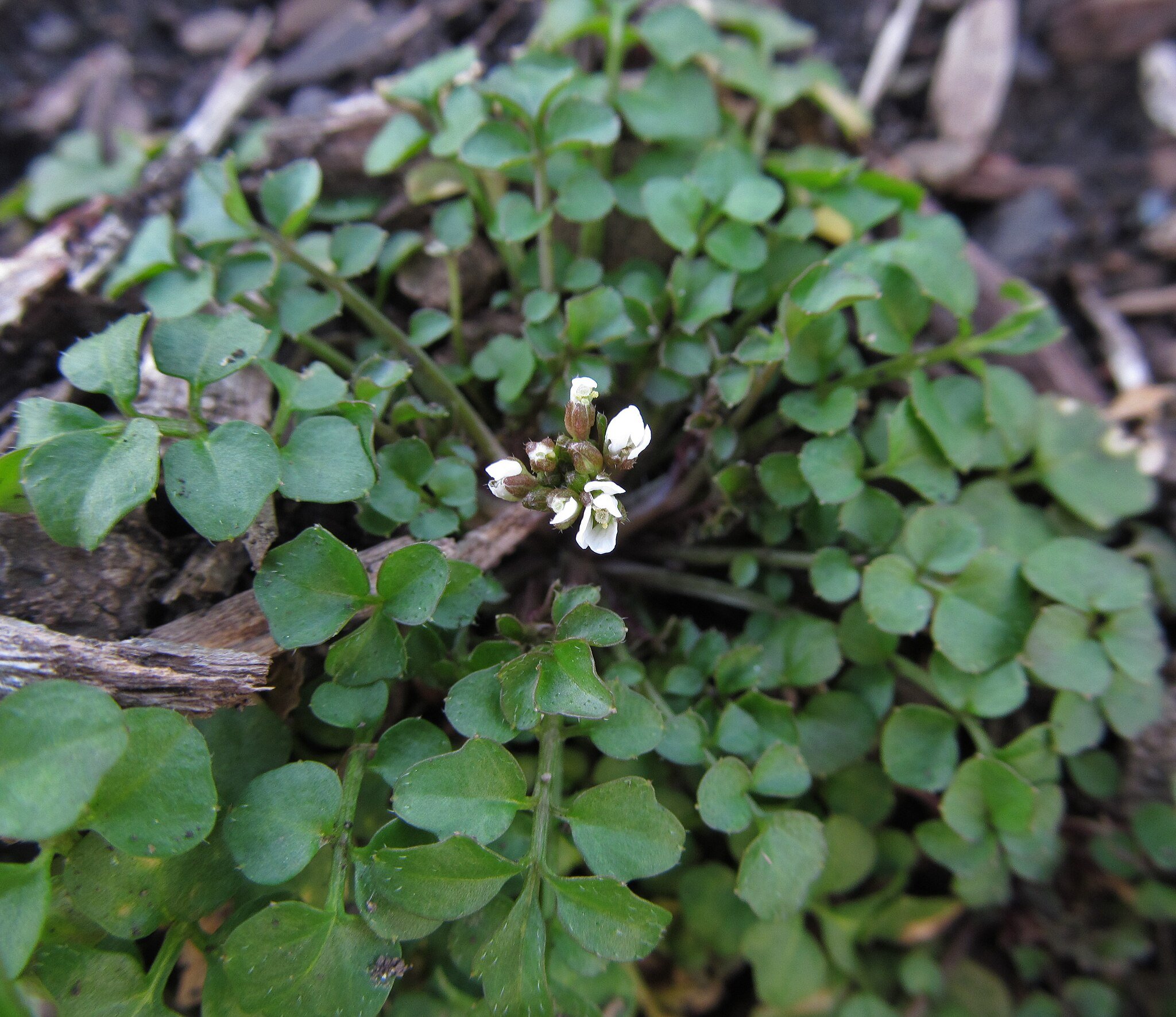 hairy bittercress