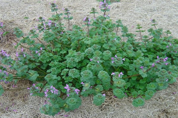 henbit