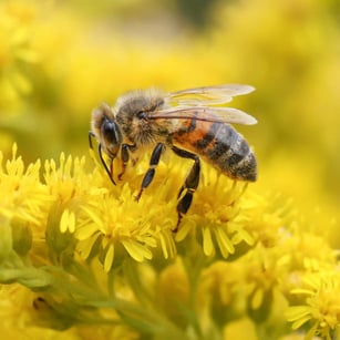 honeybee