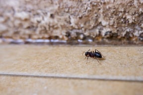 house ant