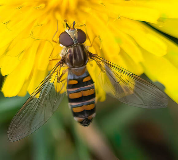 Yellow Insect Patterns Who's Got The Sting: A Guide To Yellow Striped Insects
