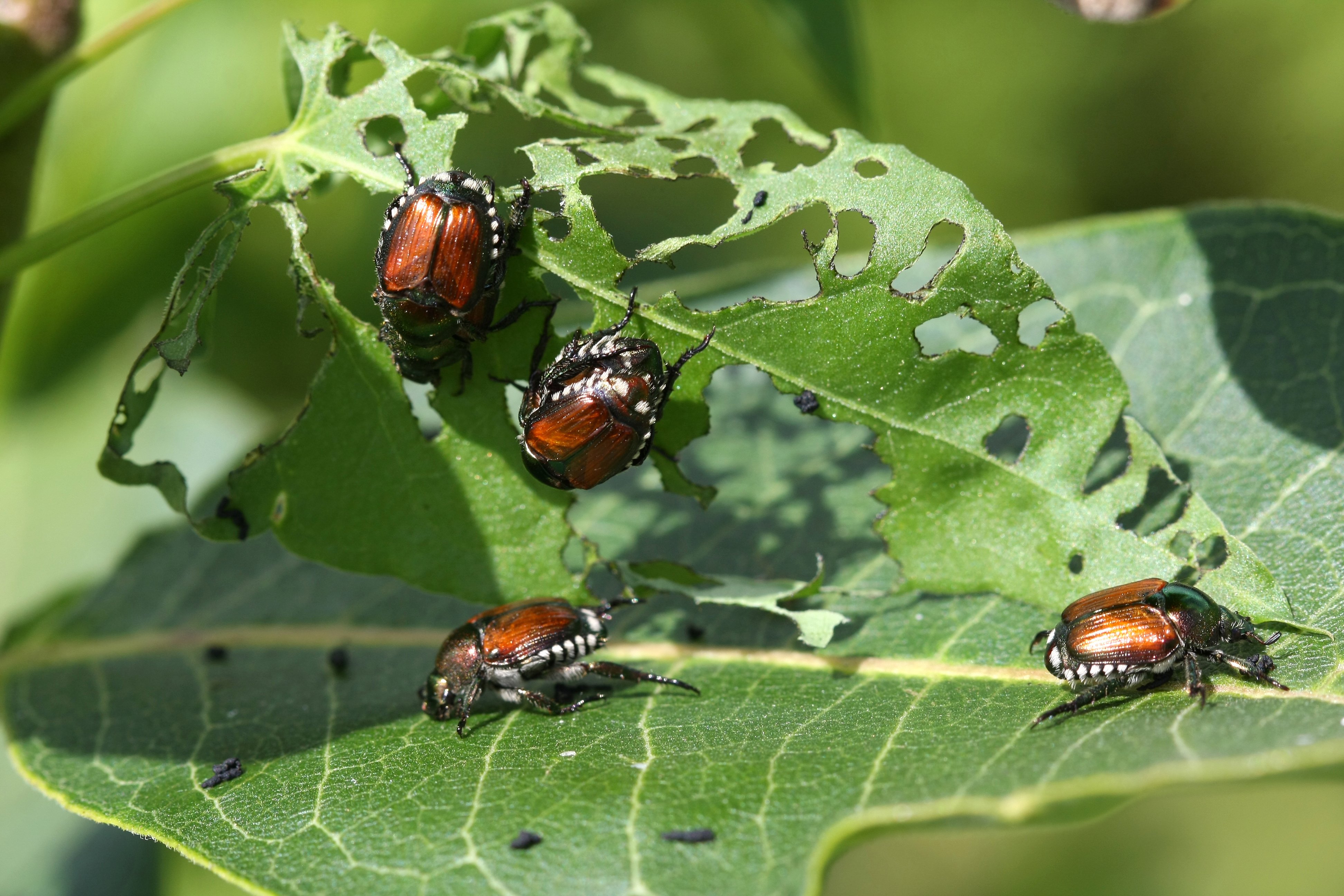 japanese beetles on leaf