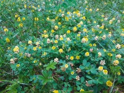 large hop clover - ss