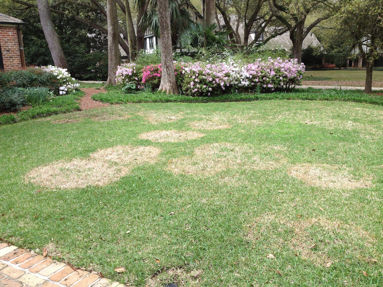 large patch fungus