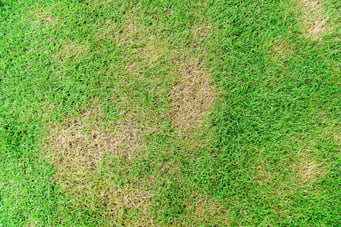 lawn fungus brown patch smaller file