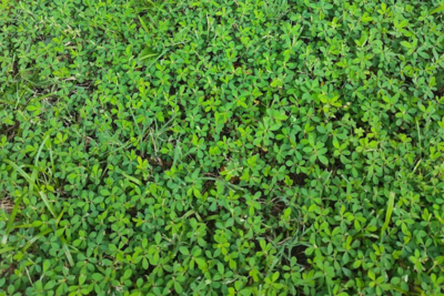 lespedeza
