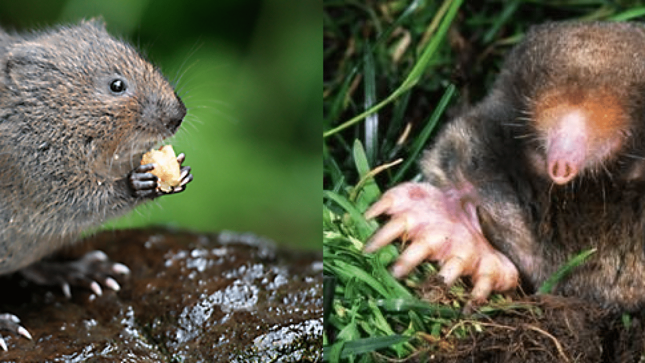 moles