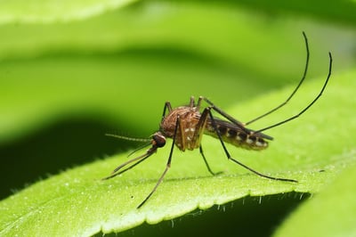 mosquito - ss